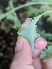 Evergestis rimosalis