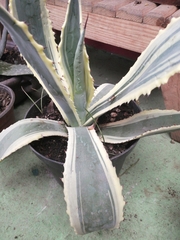 Agave