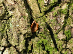 Sitta europaea
