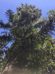 Araucaria bidwillii
