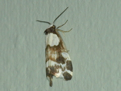 Thallarcha phalarota