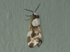 Thallarcha phalarota