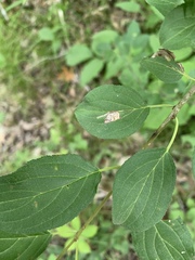 Stigmella rhamnicola