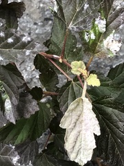 Podosphaera physocarpi