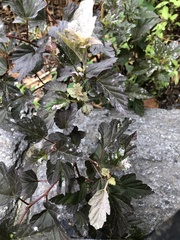 Podosphaera physocarpi