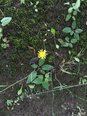 Hieracium sylvularum