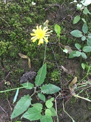 Hieracium sylvularum
