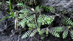 Leptinella