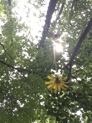 Hieracium sylvularum