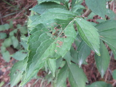 Patrinia scabiosifolia