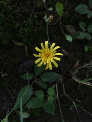 Hieracium sylvularum