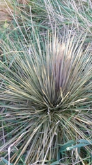 Aciphylla subflabellata
