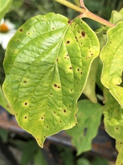 Elsinoe corni