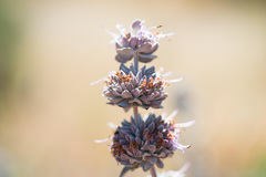 Salvia leucophylla