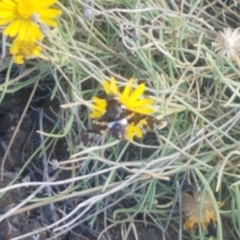 Exoprosopa caliptera