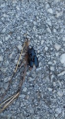 Lucanus barbarossa