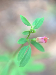 Acmispon parviflorus