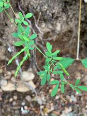 Acmispon parviflorus
