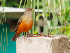 Turdus rufiventris