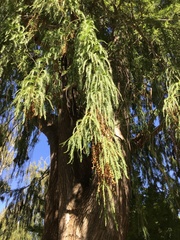 Taxodium mucronatum