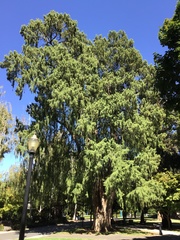 Taxodium mucronatum