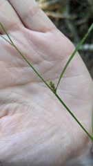 Carex remota