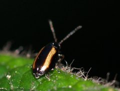 Phyllotreta vittula