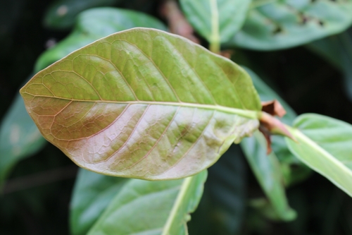 Image of Ficus costaricana by no rights reserved