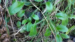 Myosotis lytteltonensis