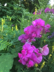 Lathyrus latifolius