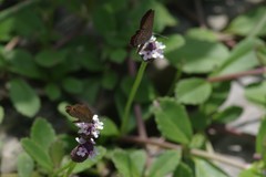 Brephidium pseudofea