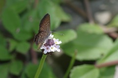 Brephidium pseudofea