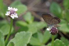 Brephidium pseudofea