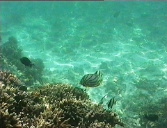 Chaetodon meyeri
