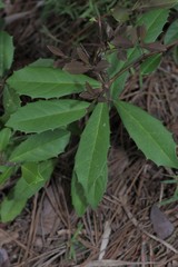 Ilex opaca image