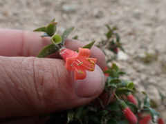 Correa pulchella