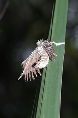 Akanthomyces tuberculatus