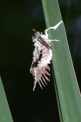 Akanthomyces tuberculatus