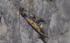 Chrysoclista linneella