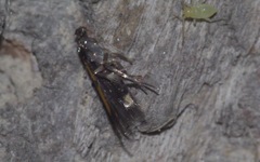 Chrysoclista linneella