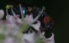 Protocalliphora azurea