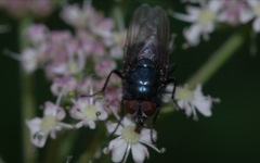 Protocalliphora azurea