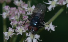 Protocalliphora azurea