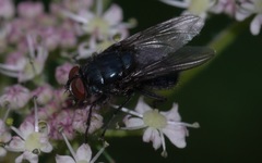 Protocalliphora azurea