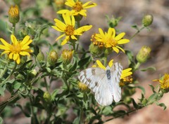 Pontia occidentalis