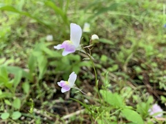 Linaria repens