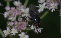 Protocalliphora azurea