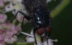Protocalliphora azurea