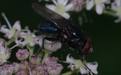 Protocalliphora azurea
