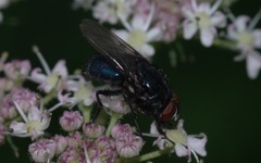 Protocalliphora azurea